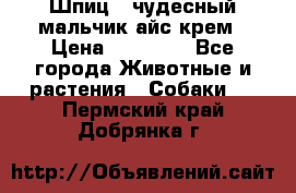 Шпиц - чудесный мальчик айс-крем › Цена ­ 20 000 - Все города Животные и растения » Собаки   . Пермский край,Добрянка г.